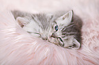 British Shorthair Kitten