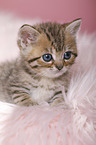 British Shorthair Kitten