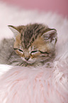 British Shorthair Kitten