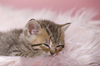 British Shorthair Kitten