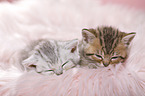 British Shorthair Kitten