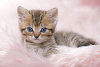 British Shorthair Kitten