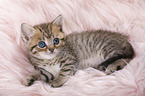 British Shorthair Kitten
