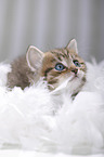 British Shorthair Kitten