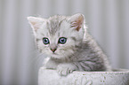 British Shorthair Kitten