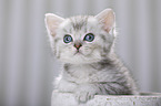 British Shorthair Kitten