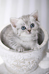 British Shorthair Kitten