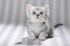 British Shorthair Kitten
