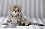 British Shorthair Kitten