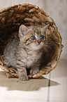 British Shorthair Kitten