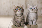 2 British Shorthair Kitten