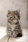 British Shorthair Kitten