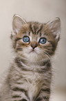 British Shorthair Kitten