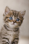 British Shorthair Kitten