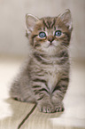 British Shorthair Kitten