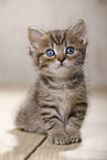 British Shorthair Kitten