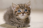 British Shorthair Kitten