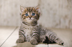 British Shorthair Kitten