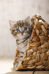 British Shorthair Kitten