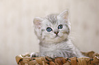 British Shorthair Kitten