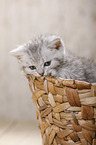 British Shorthair Kitten