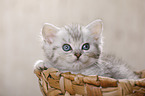 British Shorthair Kitten