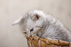 British Shorthair Kitten