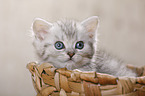 British Shorthair Kitten