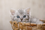 British Shorthair Kitten