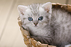 British Shorthair Kitten