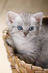 British Shorthair Kitten