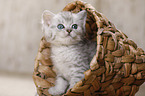 British Shorthair Kitten