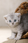 British Shorthair Kitten