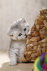 British Shorthair Kitten