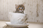 British Shorthair Kitten
