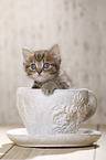 British Shorthair Kitten