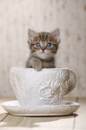 British Shorthair Kitten
