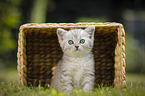 British Shorthair Kitten