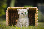 British Shorthair Kitten