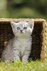British Shorthair Kitten