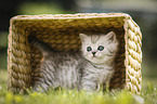 British Shorthair Kitten
