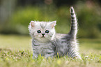 British Shorthair Kitten