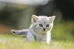 British Shorthair Kitten