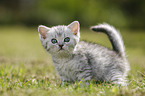 British Shorthair Kitten