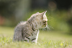 British Shorthair Kitten
