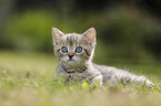 British Shorthair Kitten