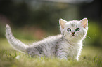 British Shorthair Kitten