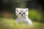 British Shorthair Kitten