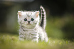British Shorthair Kitten