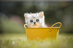 British Shorthair Kitten